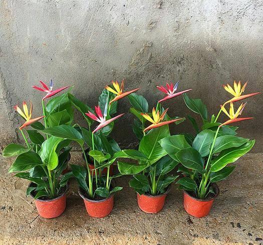  [太美]喜欢在家中养护花卉，就选择花期长，花色艳丽的3种花卉，太美了
