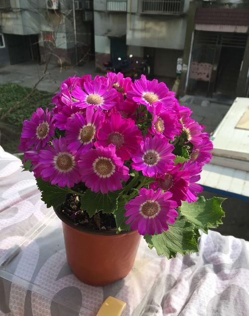  「柠檬黄」喜欢三角梅，不如首选“开花机器”柠檬黄三角梅，花开爆盆成花树