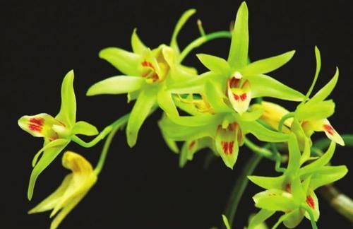  价值■农村一种常见植物，不光可以吃，养护好了颜值高，价值珍贵