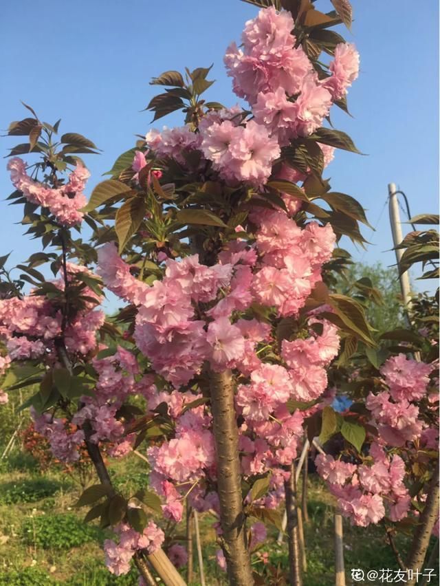  开出漂亮■阳春三月，出门踏青，原来有这么多漂亮花！