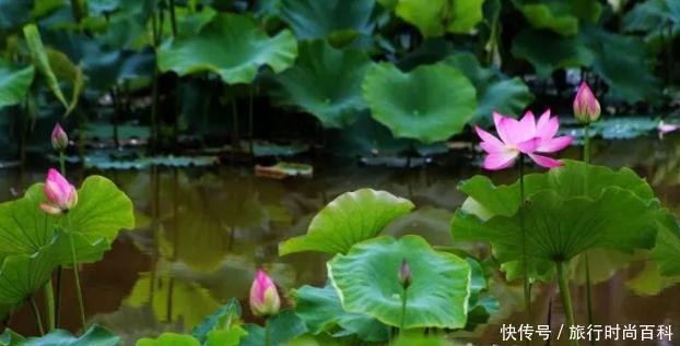 厉害了!昆明被评全球第二,全国第一!昆明,我挺你