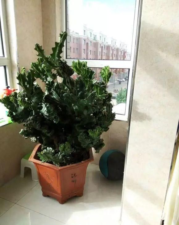 「丑花」养这三种“丑花”,四季翠绿,不开花还带刺,却能招福镇宅
