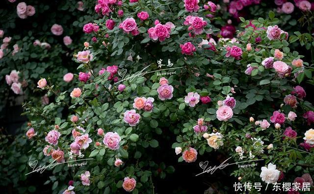 「只养」只养这1种花,就能打造绝美花园和阳台!月季品种和养护要点!