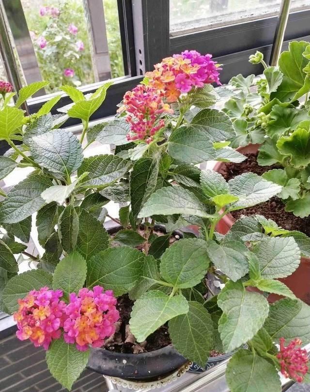 『排水良好』推荐一花多色的5种植物，缤纷多姿