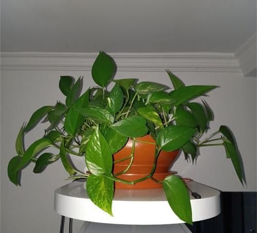  家里■此“天然”有机肥，能防土板结、促花全面生长，淘米水不如“它”