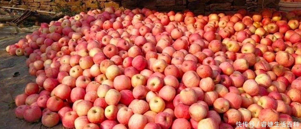  下山|素有“京北名果”之称的它让果农哽咽，人肉背下山，滞销上