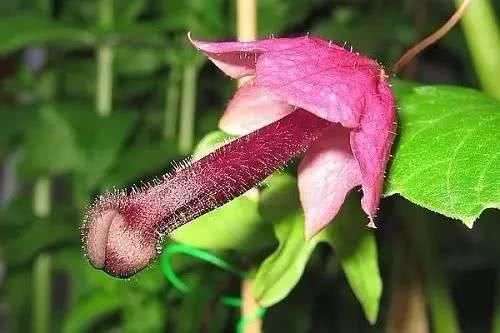  『花窗』这些植物最会爬墙，花墙、花窗、花海、花门选它们最适合了