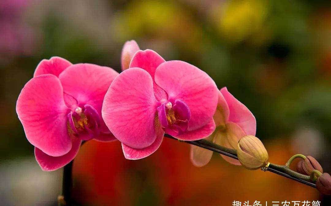  『多长』花卉种植技术：蝴蝶兰的花期有多长，蝴蝶兰花期可以施肥吗！