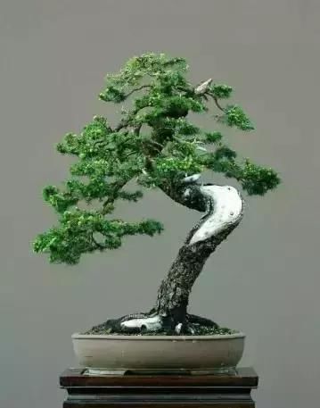 盆景展 ,美美美 !