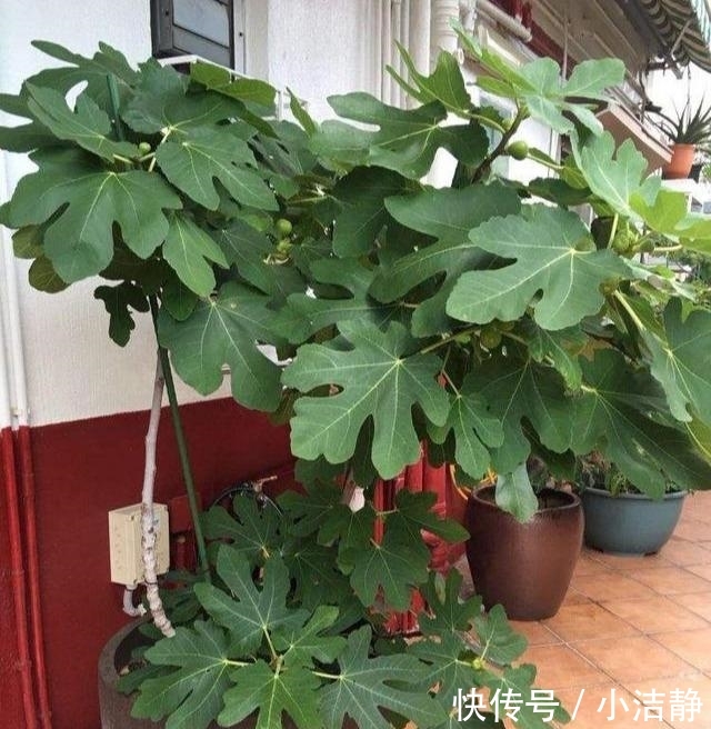 「观叶」路边4种树,遇见别错过,掰个叉就生根,观叶赏花还好吃