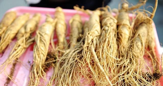  采来@农村山上有很多野地黄，为什么没人采来卖呢？