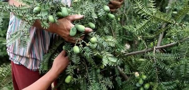  果实@农村一种“发财树”，一棵价值400多元，果实120元一斤