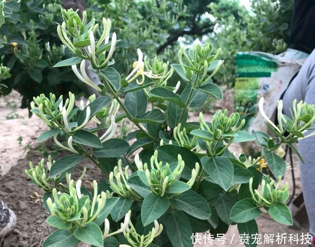  『新芽枯萎』金银花盆栽养不好，犯了2个错，要想开花满屋香，急需一个小手术