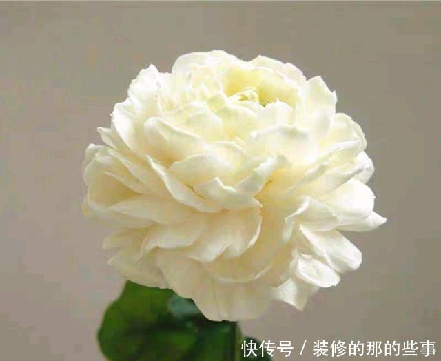 『盆土』茉莉花的嫩芽总是长出来就干枯?盆土板结导致闷根,打透气孔发根