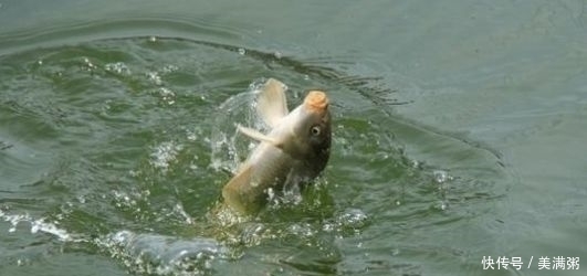  『灵好』钓野生鲤鱼，调漂调钝好还是调灵好？我来教你，学会后使劲上大鱼