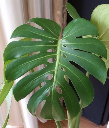  #花盆#室内盆栽：6种耐阴花，高端上档次，叶子越长越大！