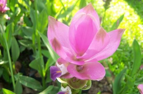  「开爆」爱上养花，不如养盆姜荷花，花姿优美似莲花，美丽妖娆，开爆盆