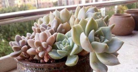 含苞待放:叶插白牡丹,学会这些小步骤,叶子紧簇似“牡丹花”,含苞待放