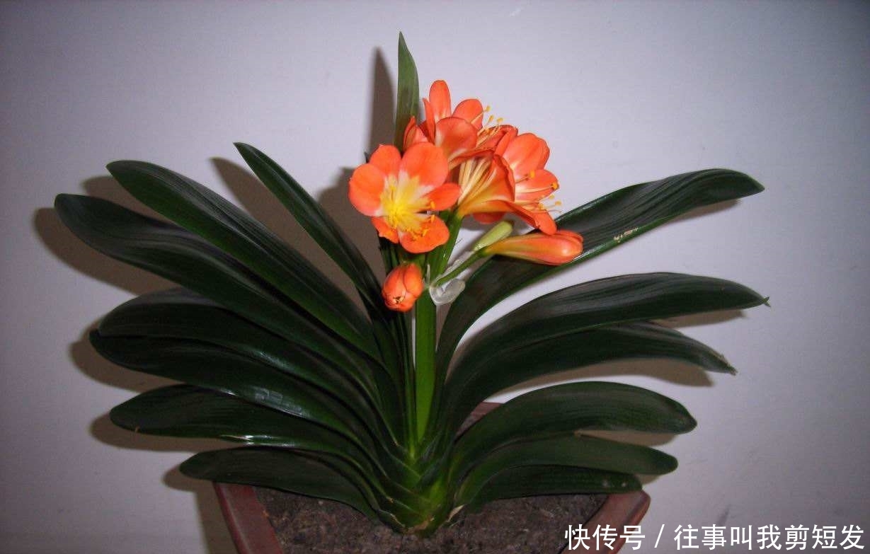 新一年就养“镇宅树”，家里好运连连，植物长得还旺！