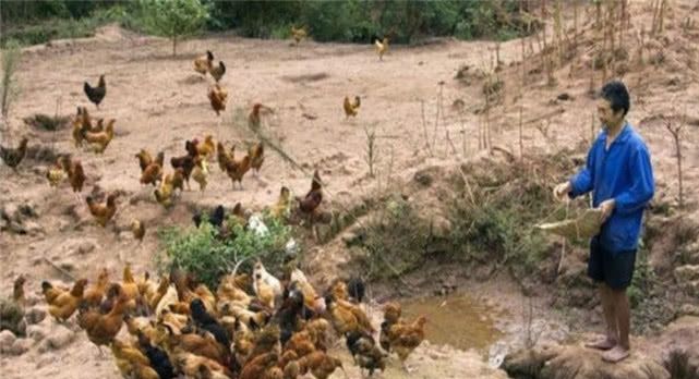 之前农村很流行“包山养殖”，为什么现在很少有人做呢？