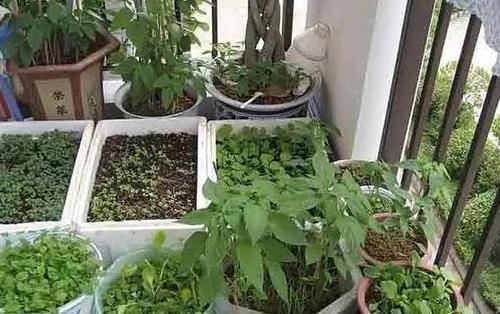  【盆栽】阳台养花太常见怎么办？就居家盆栽蔬菜，满足3点吃上健康美味