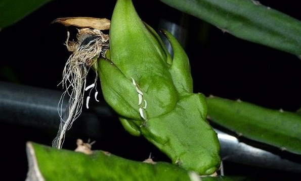 为何你种的盆栽火龙果不结果子呢?其实原因很