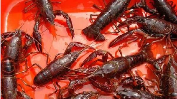  【小龙虾】小龙虾怎么养出来的？小龙虾的养殖技术分享