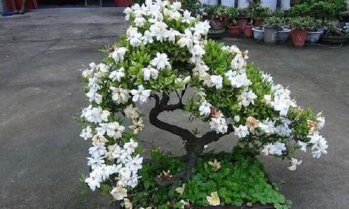  『栀子花』3种“贵气”花，1根枝条插土里，15天窜绿芽，100天开爆花盆