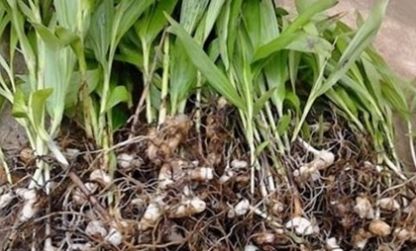  「发现」农村地里发现它，就赶紧偷偷挖回家种起来，有人靠它年