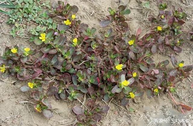 在农村一种常见的野草，农村没人要，在城里却成高级货