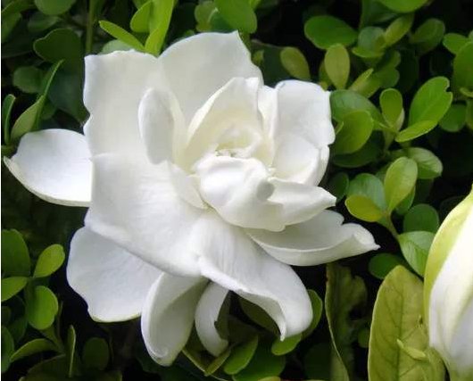  龙沙宝石■家里就养这5款花，放家里助于睡眠，便宜又好打理，四季开花不断