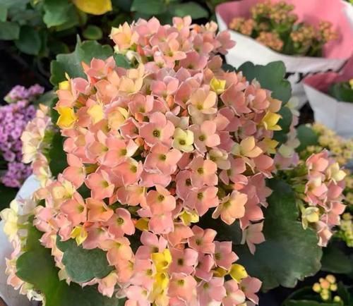  耐涝花@4种耐旱花，4种耐涝花，3种耐阴花，3种耐晒花，都是好养的懒人花
