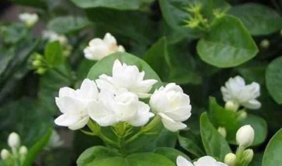  栀子花|栀子花开，喝点“自制水”，花芽不停蹿，花朵一开“满盆旺”