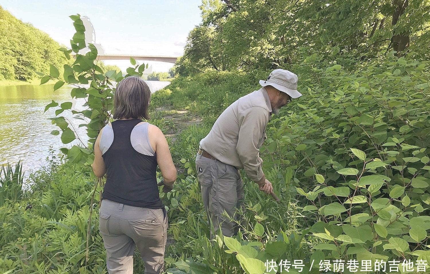  「中国」日本虎杖是一种很强的入侵植物，为什么没有在中国造成