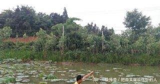 农村老汉种藕不卖藕，照样年入20万，养鸡户羡慕不已