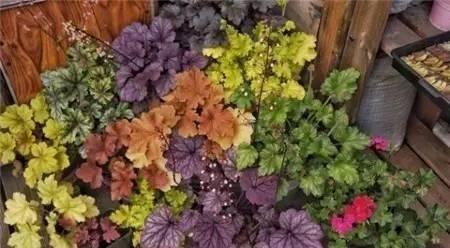  『矾根』叶子比花还要美的植物，不知迷倒多少人？