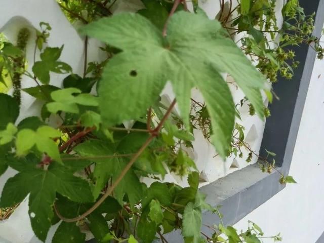  [黄花酢浆草]花盆里长出蘑菇，马上拔干净，否则就是大祸害！
