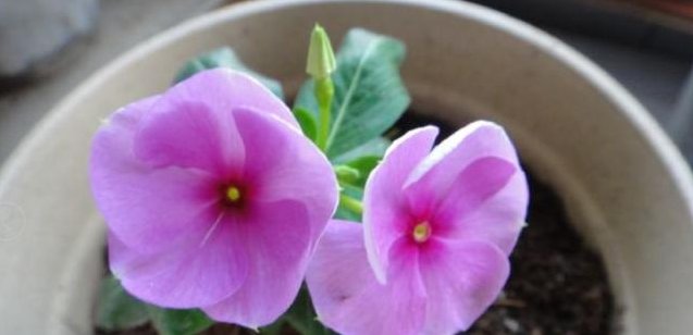  『阳光』这几种花卉适宜夏季种，爆盆快！快速让您阳台浪漫满屋、花香四溢