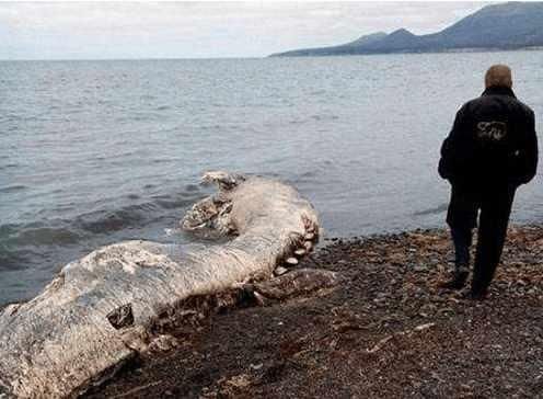 海底居住着神秘的人类？是谣言还是真事，难以分辨