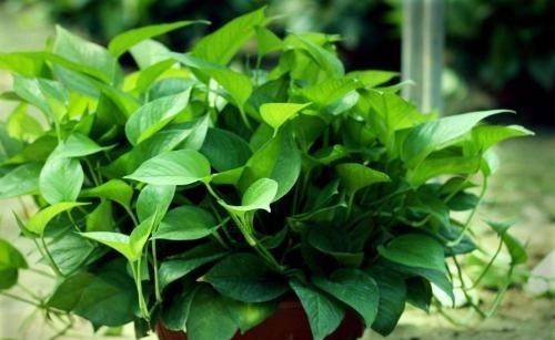  【养花】3种花，春天别晒太阳，不然黄叶又烂根，快看看你家有没有？
