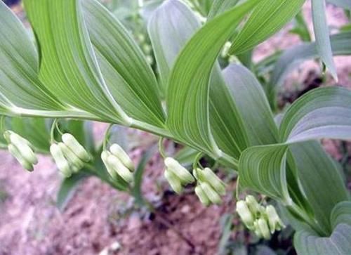  『家门口』有1种“玉竹”根茎大，叶片翠绿、宽大，家门口要是有，请爱惜！