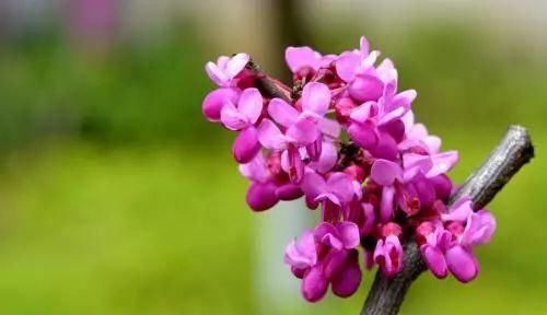  『常见』30种 · 野外常见植物，你叫啥？