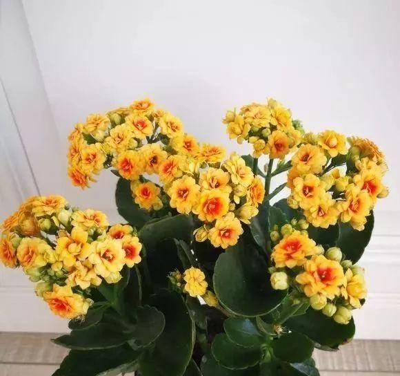  植株进行：家里的长寿花不开花？养成老桩花多到爆