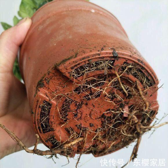 『栀子花』家庭养栀子花,秋季别忘“换盆施肥”,长成一棵树,花多株型美