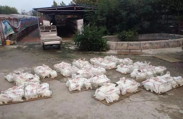 前几年，农村流行“包山头养殖”，如今却无人问津，为啥？