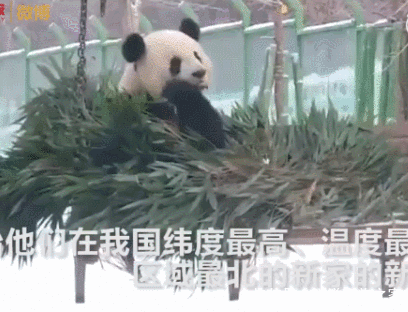 四川遇到熊猫