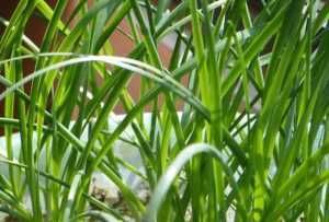  「种植」这两种菜，种一盆可以长十年，吃完又蹭蹭长，收获一茬又一茬！