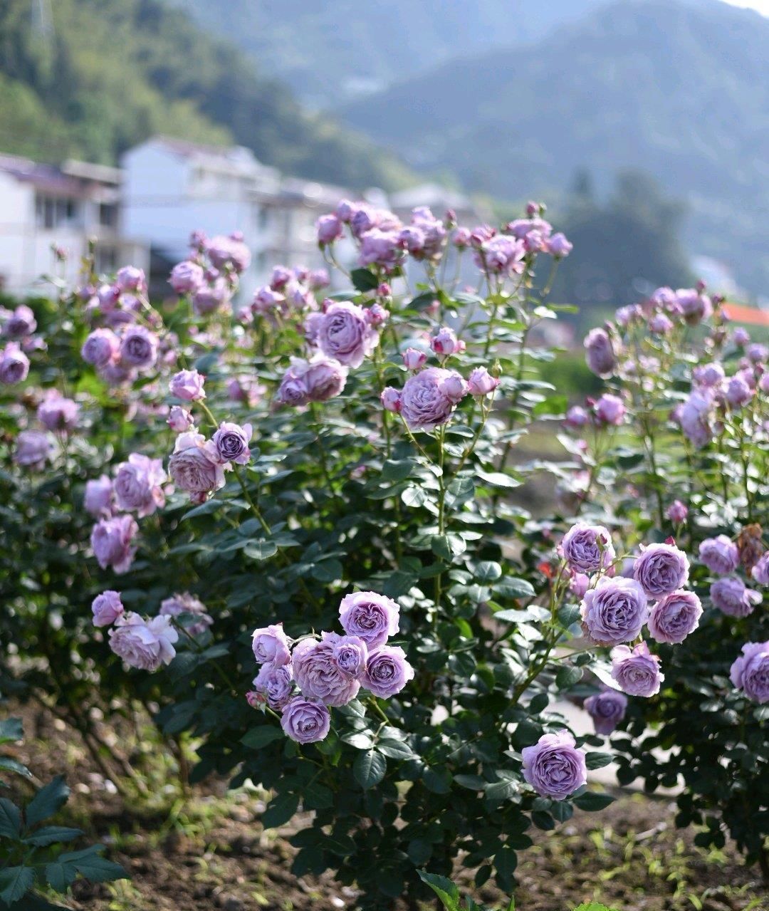  「值得」可以盆栽的“蓝色玫瑰”，花期长，香气四溢，种植容易，值得入手