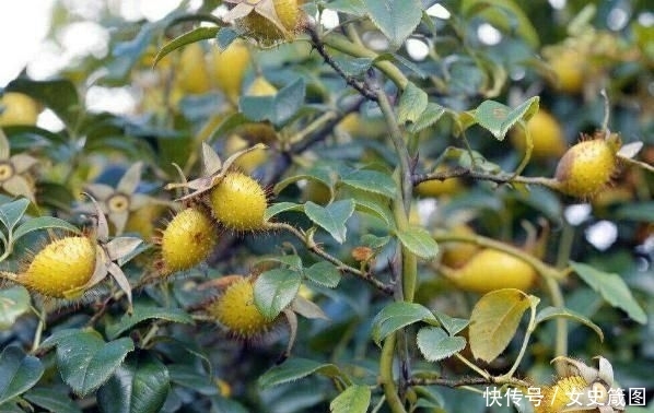  收购■说好的8元一斤，大量种植以后却没人要，全都用来泡酒？