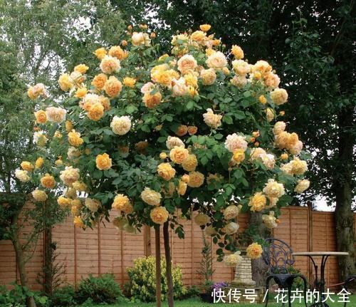  【可好】门前栽种2种花，喜庆又好看，沾土就能活，可好养了